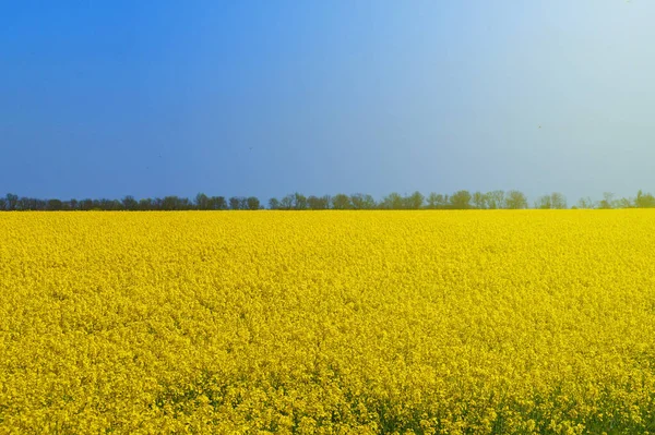晴れた日の黄色い花開いた強姦フィールド ストック写真