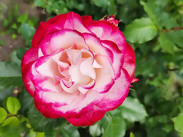 Fleur Rose Blanche Avec Bord Rouge Variété Jubile Prince Monaco — Photo