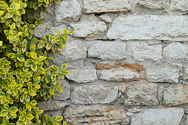 Decorative Variegated Bush Old Stone Wall Copy Space Space Text — Stock Photo, Image