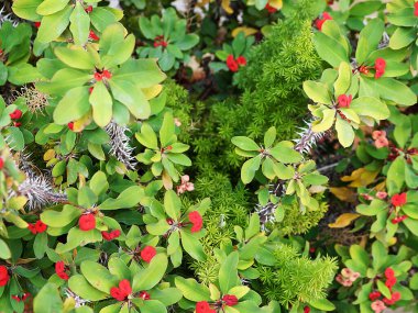 Bahçedeki süt otunun kırmızı çiçekleri, Euphorbia milisi ya da İsa bitkisi.