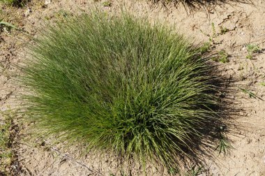 Yeşil çalı çalısı güneş ışığında yakın plan.