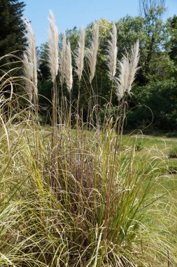 Pampas otları Cortaderia selloana yakın plan tasarımı.
