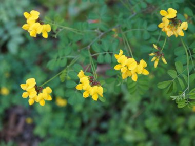 Çimenlerin sarı çiçekleri Lotus corniculatus yakın plan.