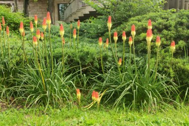 Torch lily Kniphofia in landscape design in the garden. clipart