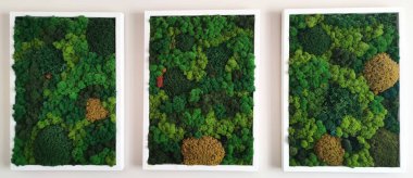 Üç tane dekoratif, sabitlenmiş orman yosunu tablosu beyaz bir duvarda..