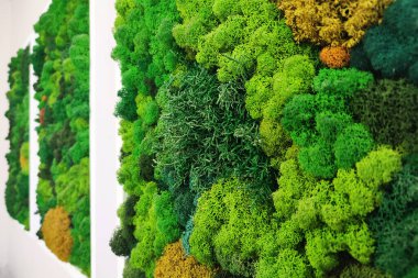 Üç tane dekoratif sabitlenmiş orman yosunu tablosu beyaz bir duvarda, yan görünüşte..