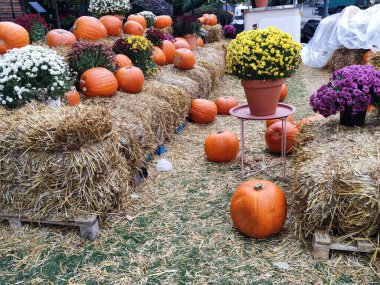 Sofya, Bulgaristan - 22 Ekim 2023: Cadılar Bayramı için kurulum, turuncu balkabakları ve bir sokak kafesinin önündeki samanlıkta bulunan buketler