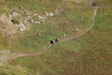 Yüklü eşekler dağ yolunda yürür, hava fotoğrafçılığı.