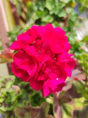 Güneşte açan pembe sardunya. Yakın plan.