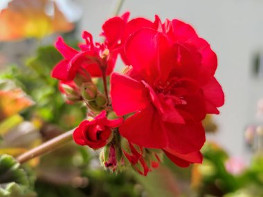 Güneşte açan kırmızı sardunya. Yakın plan.