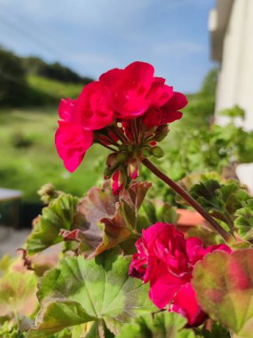 Güneş ışığı altında çiçek açan fuşya sardunyası.