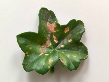 Fungus-infected green leaf of pelargonium with brown spots on white background close-up clipart