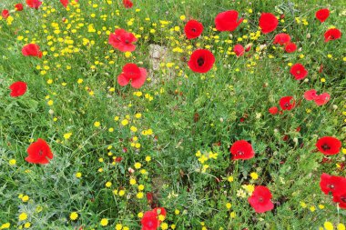 Çiçek açan haşhaş tarlası. Kırmızı gelincikler ve yeşil çimlerde sarı kır çiçekleri.
