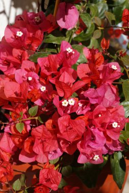 Güneş ışığında açan koyu pembe begonviller..