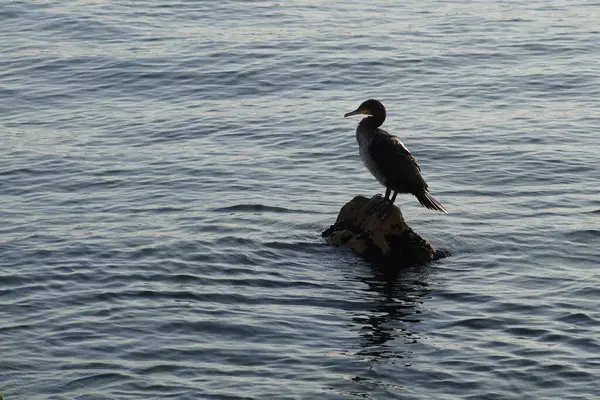 Karabatak bir kuş suyun ortasında bir kayanın üzerinde duruyor..