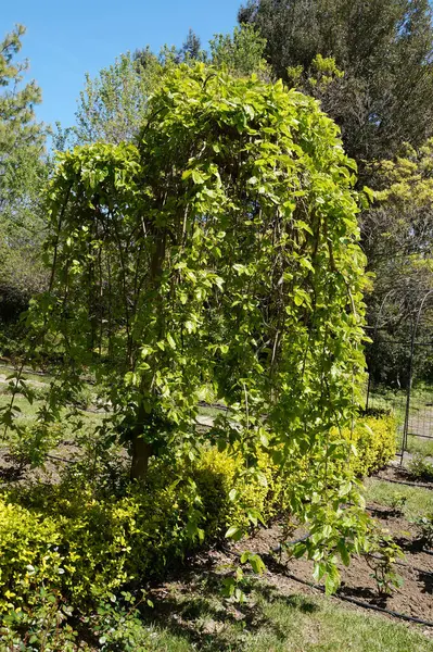 Manzara tasarımında ağlayan süs ağacı. Güneş ışığında yakın plan..
