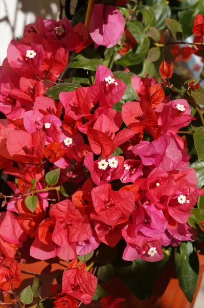 Güneş ışığında açan koyu pembe begonviller..