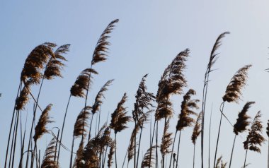 Pampa otları açık bir gökyüzüne karşı güneş ışığında rüzgarda esiyor..
