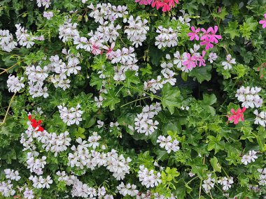 Çiçek arkaplanı için çağlayan sarmaşık pelargonyum..