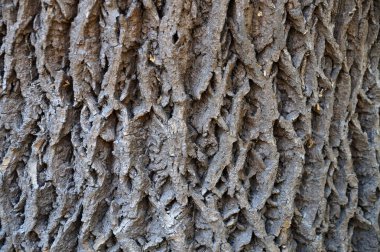 Doğal arkaplan için ağaç kabuğunun rahatlama dokusu.