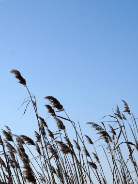 Pampa otları, açık bir gökyüzüne karşı güneş ışığında rüzgarda esiyor. Dikey doğal arkaplan.