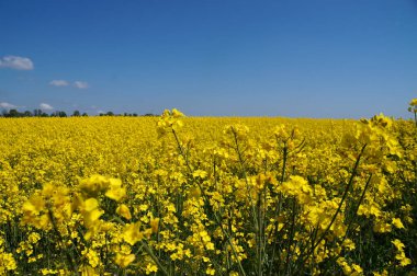 Sarı çiçekli kolza tohumu tarlası güneşli bir günde.