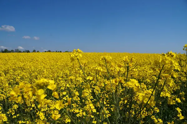 Sarı çiçekli kolza tohumu tarlası güneşli bir günde.