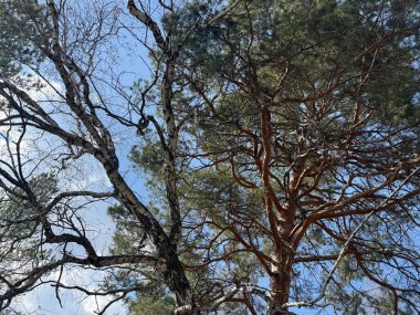 Huş ağaçları ve çam ağaçları berrak bir bahar gökyüzünün arka planında.
