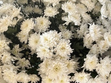 Bir buket bahçe kasımpatısı. Beyaz çiçekli arka plan için yakın plan..