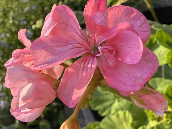 Pembe pelargonium çiçekleri güneş ışığının altında büyür..