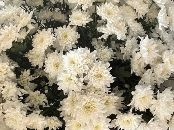 Bir buket bahçe kasımpatısı. Beyaz çiçekli arka plan için yakın plan..