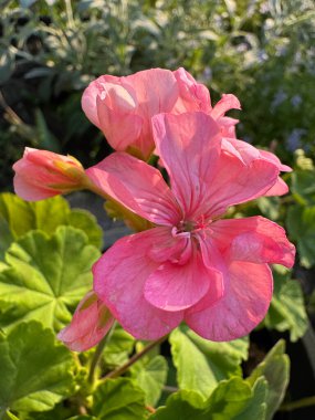 Güneş ışığında bahçedeki yumuşak pembe çiçek açan pelargonium 'un yakın çekimi.
