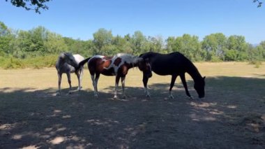 Atlar ve Doğa, Auvergne, Fransa.