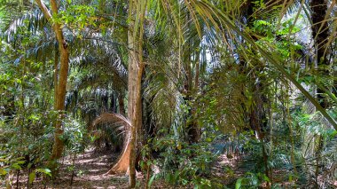 Tangkoko Ulusal Parkı Ormanı, Kuzey Sulawesi, Endonezya.