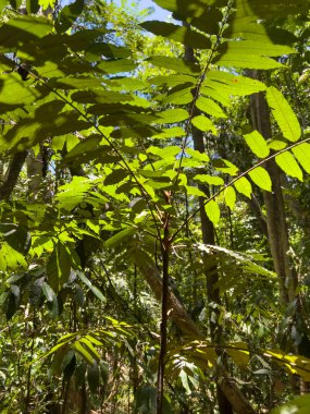 Tangkoko Ulusal Parkı Ormanı, Kuzey Sulawesi, Endonezya.