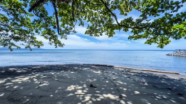 Tangkoko Ulusal Parkı Ormanı, Kuzey Sulawesi, Endonezya.