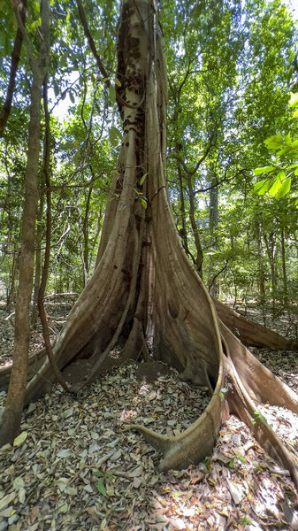 Forest of Tangkoko National Park, North Sulawesi, Indonesia.