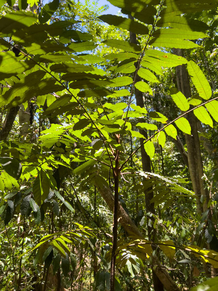 Forest of Tangkoko National Park, North Sulawesi, Indonesia.