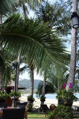 Güzel bir palmiye yaprağı. Gün batımı. Yaz. Seçici odaklanma. Düşük odaklanma derinliği. güzel bulanık arkaplan.