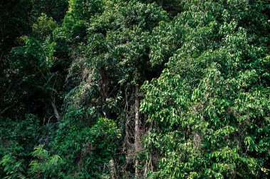Yoğun ağaçlar. Orman. Tayland. Ağaçtaki maymun. Yaz. Güneş. gün