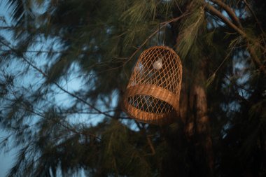 Ağaçtaki güzel abajur. Bir sokak lambası. Düşük odaklanma derinliği. Arka plan bulanık. Güzel Bokeh..