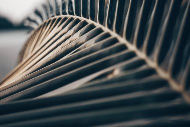 Güzel bir palmiye yaprağı. Gün batımı. Yaz. Seçici odaklanma. Düşük odaklanma derinliği. güzel bulanık arkaplan.