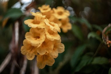 Tecoma Stan yakın plan. seçici odak alanı, düşük odak derinliği.