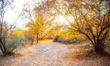 Muhteşem sonbahar manzarası. Renkli ağaçlarla güzel bir romantik. Güneşli bir günde orman manzarasının manzarası. çarpıcı doğa arkaplanı