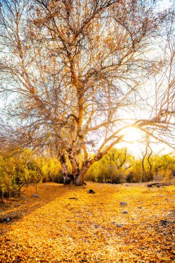 Muhteşem sonbahar manzarası. Renkli ağaçlarla güzel bir romantik. Güneşli bir günde orman manzarasının manzarası. çarpıcı doğa arkaplanı