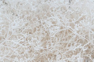 Karla kaplı çalı dallarına yakın çekim. Soğuk bir günde, beyaz ağaç dalları donar, tıpkı bir örümcek ağı ve soğuk üç boyutlu desen gibi..