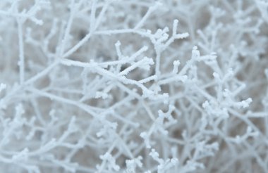 Karla kaplı çalı dallarına yakın çekim. Soğuk bir günde, beyaz ağaç dalları donar, tıpkı bir örümcek ağı ve soğuk üç boyutlu desen gibi..