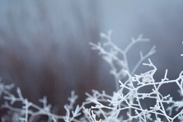 Twigs of bushes in the snow.Blades of grass covered with frost close-up at sunset in frosty weather, the texture of a frosty pattern.