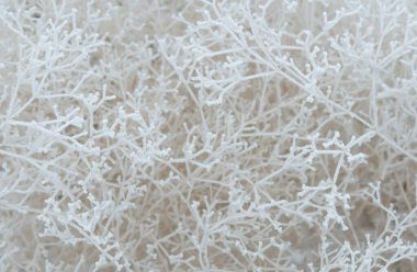 Karla kaplı çalı dallarına yakın çekim. Soğuk bir günde, beyaz ağaç dalları donar, tıpkı bir örümcek ağı ve soğuk üç boyutlu desen gibi..