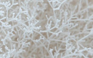 Karla kaplı çalı dallarına yakın çekim. Soğuk bir günde, beyaz ağaç dalları donar, tıpkı bir örümcek ağı ve soğuk üç boyutlu desen gibi..